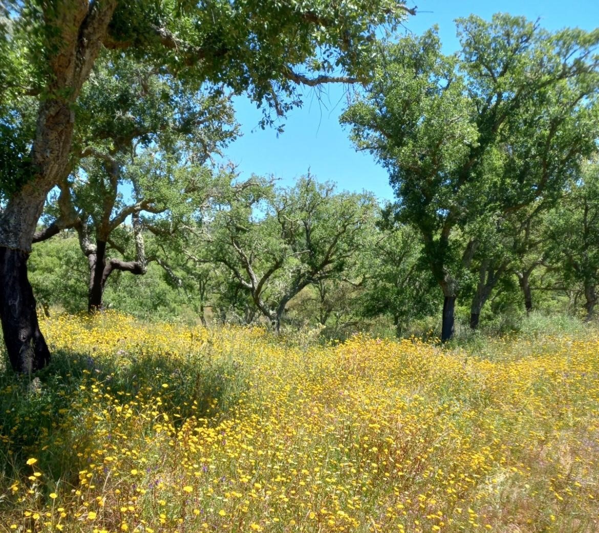 For Sale Land Plot For Villa Construction Melides Comporta Alentejo Coast Portugal Ter5632ar001