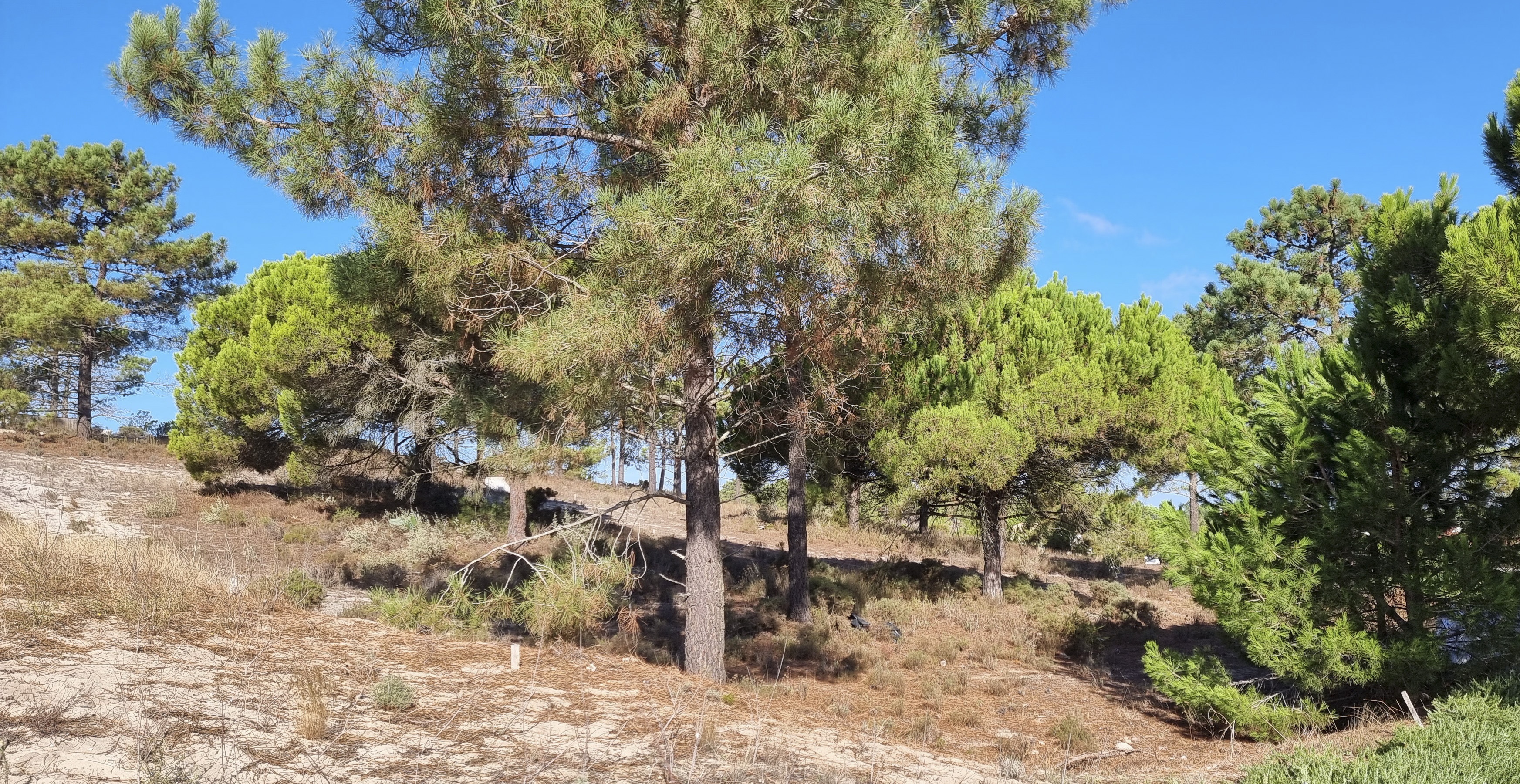 For Sale Land Plot Carvalhal Comporta Alentejo Coast Portugal Ter5974mc001