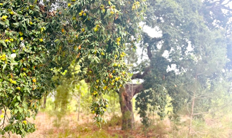 property gallery 3